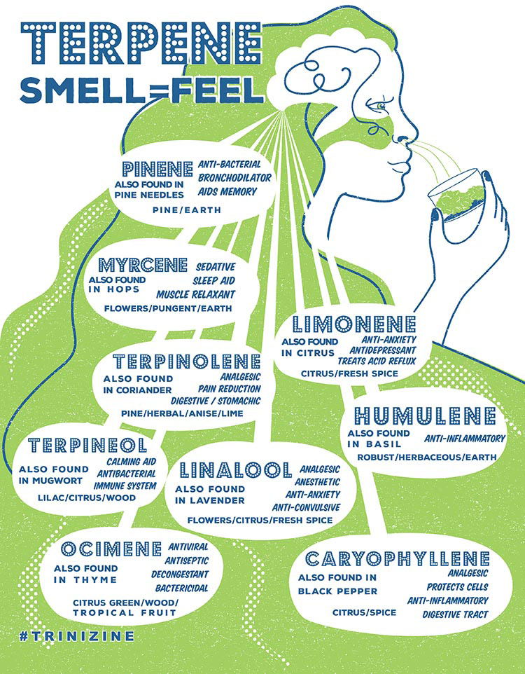 Terpene Infographic