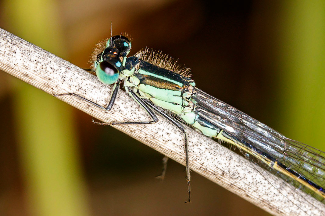 Damselfly