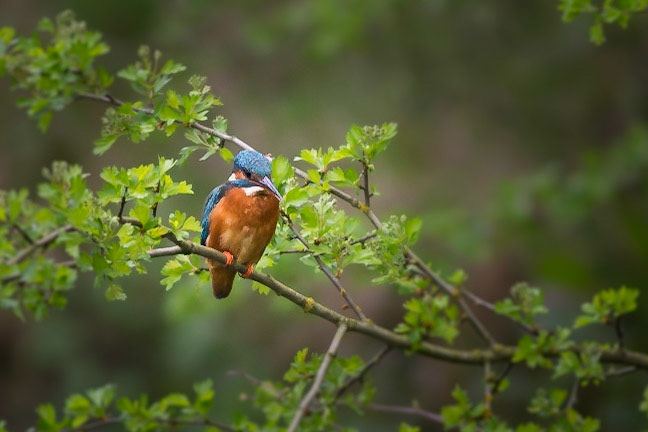 Kingfisher