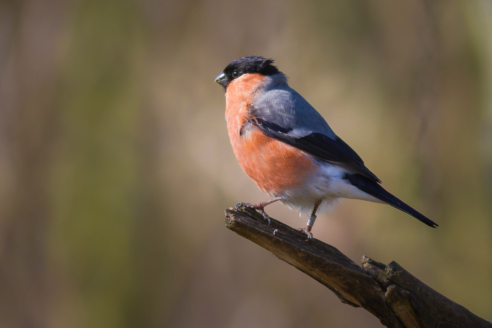 Bullfinch