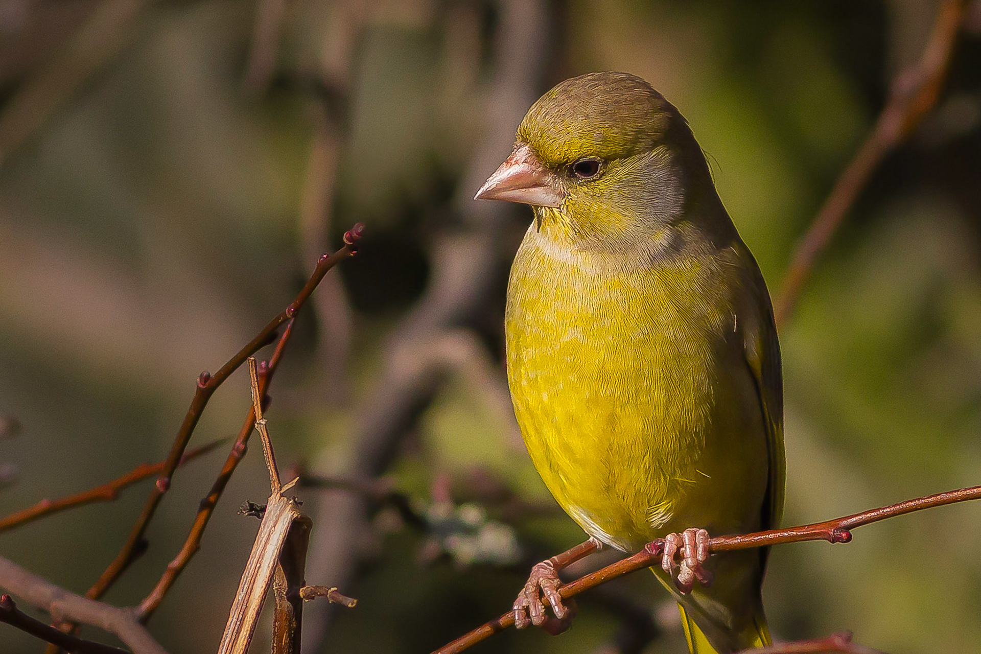 Greenfinch