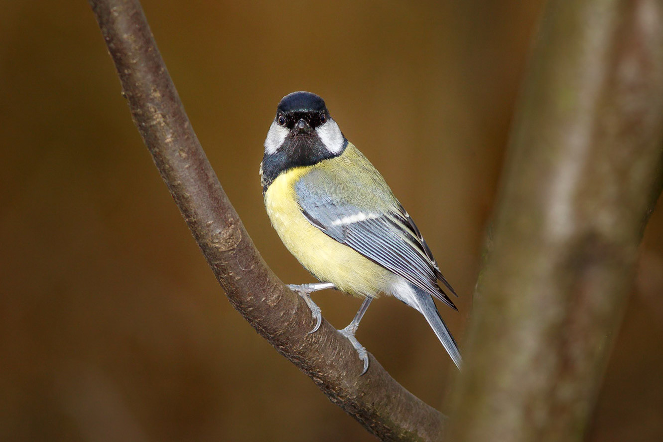 Great Tit