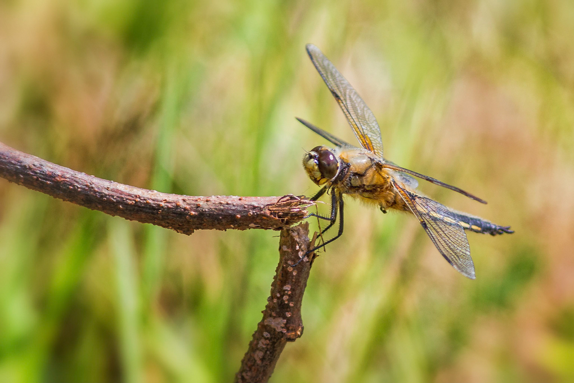 Four spot Dragon Fly