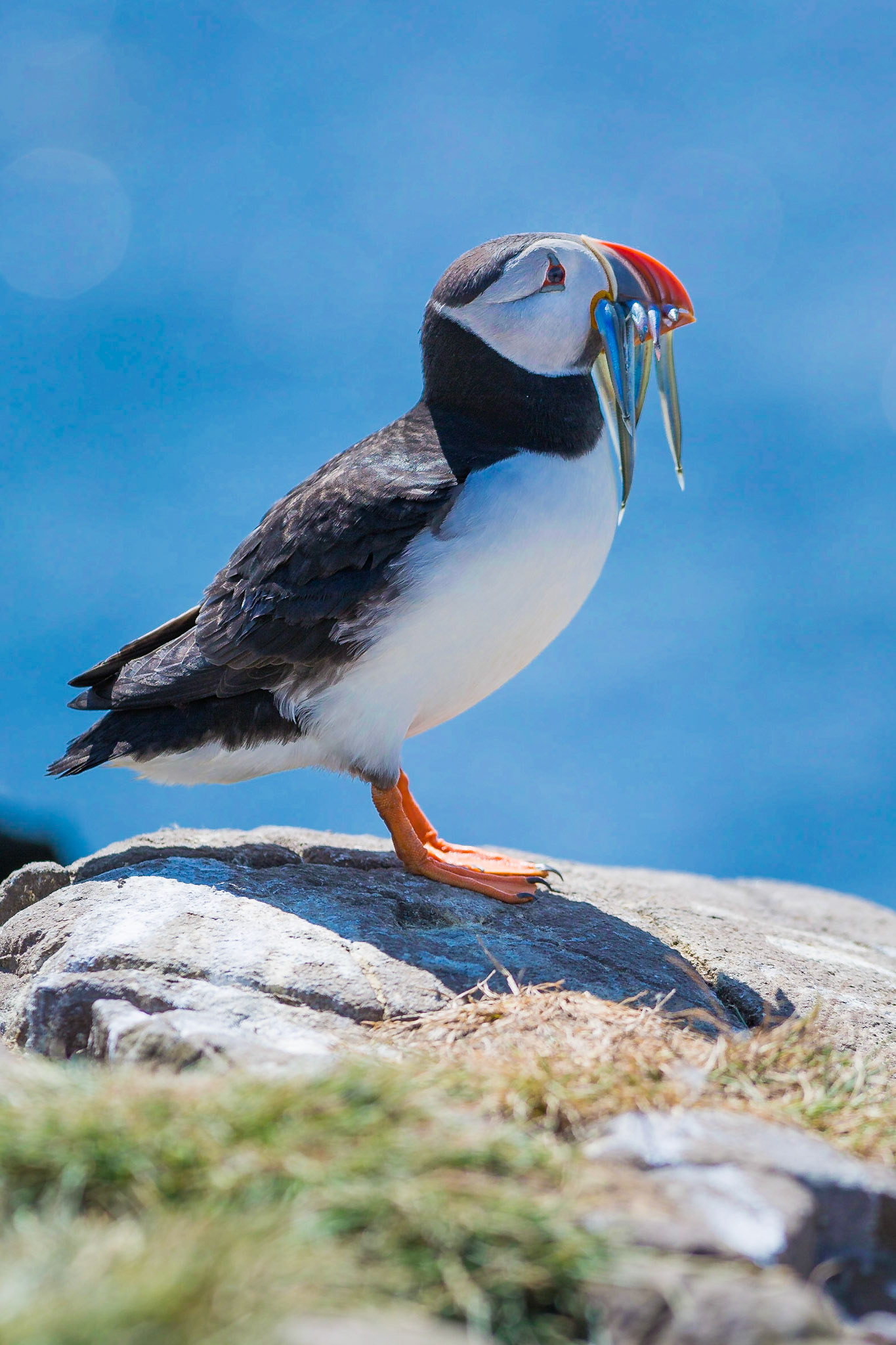 Farne Islands Puffins