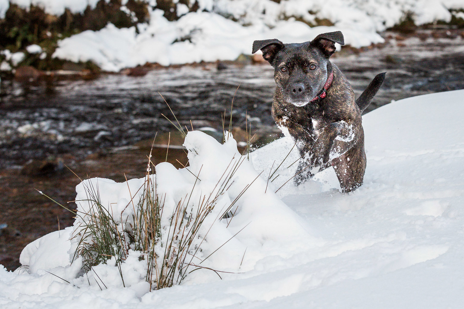 Maddie having fun in the snow