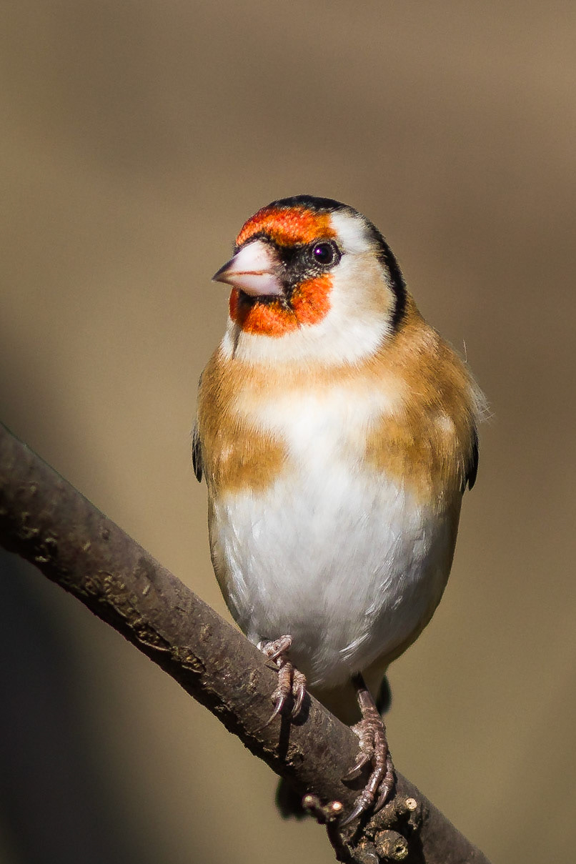Goldfinch