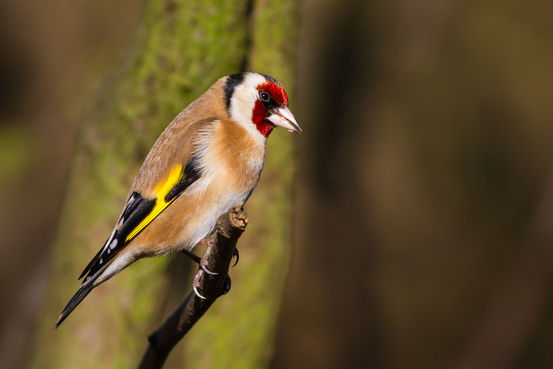 Goldfinch