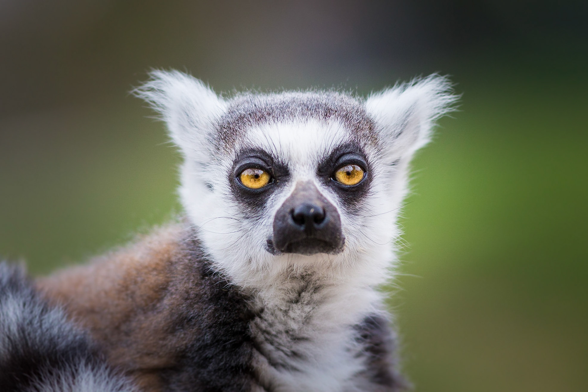 Ring Tailed Lima