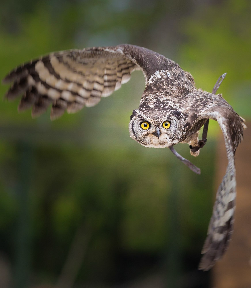 Jester, the African Spotted Eagle Owl