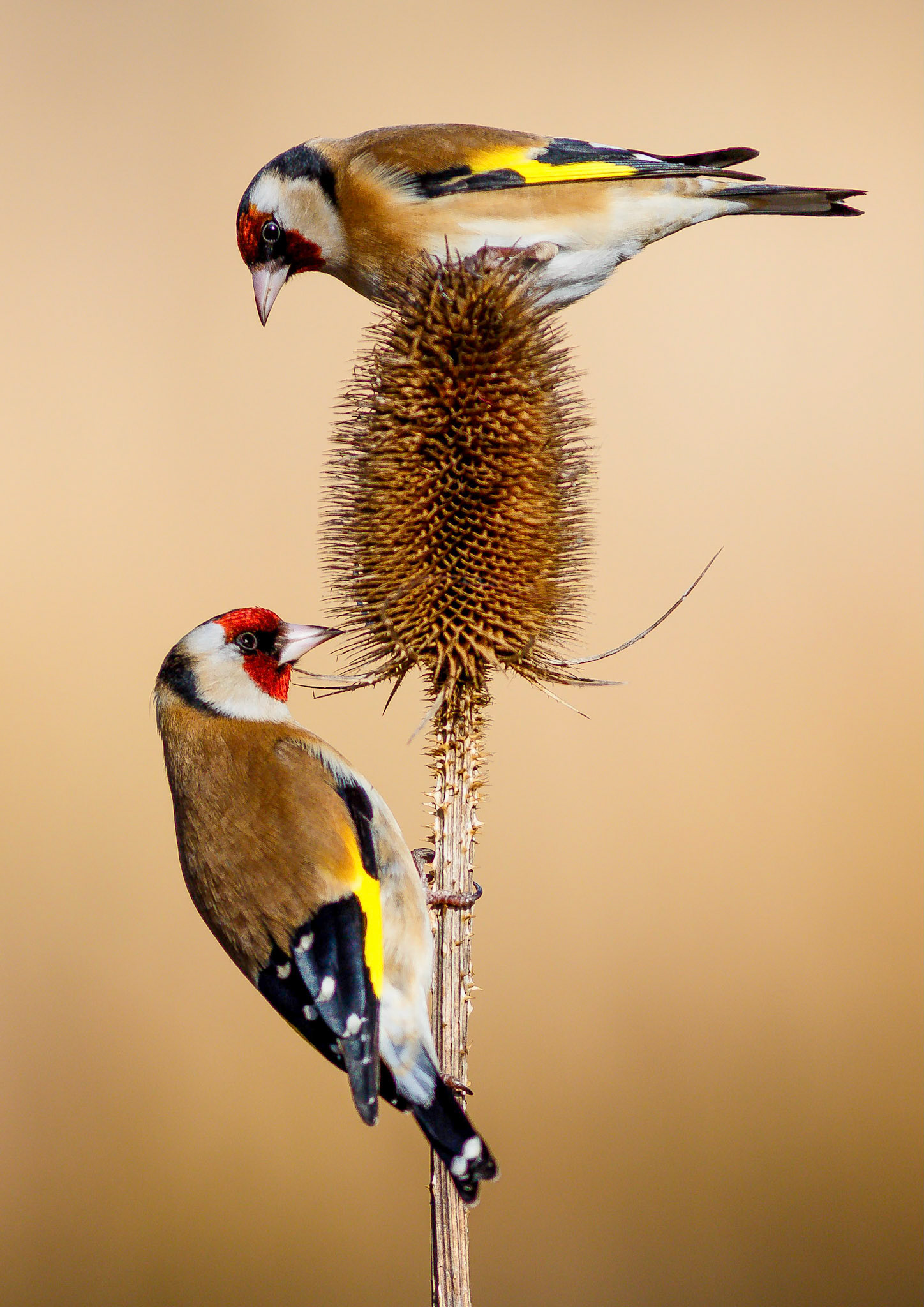 Goldfinches