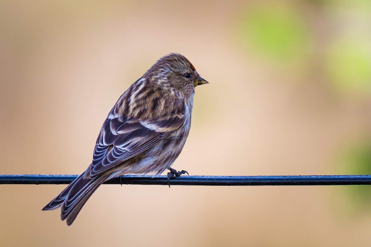 Redpoll