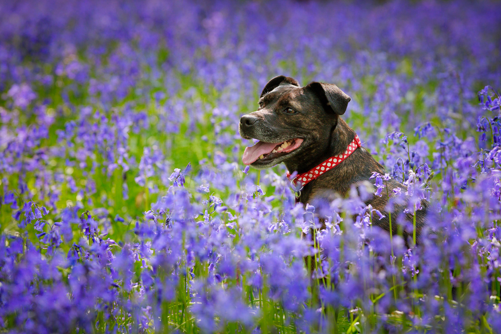 Maddie in Bluebell Woods