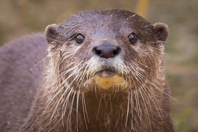 Otter