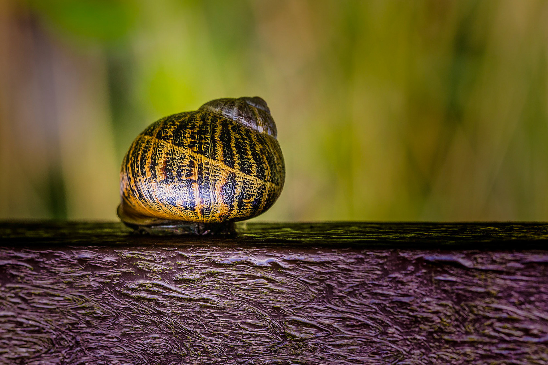 Just a snail!