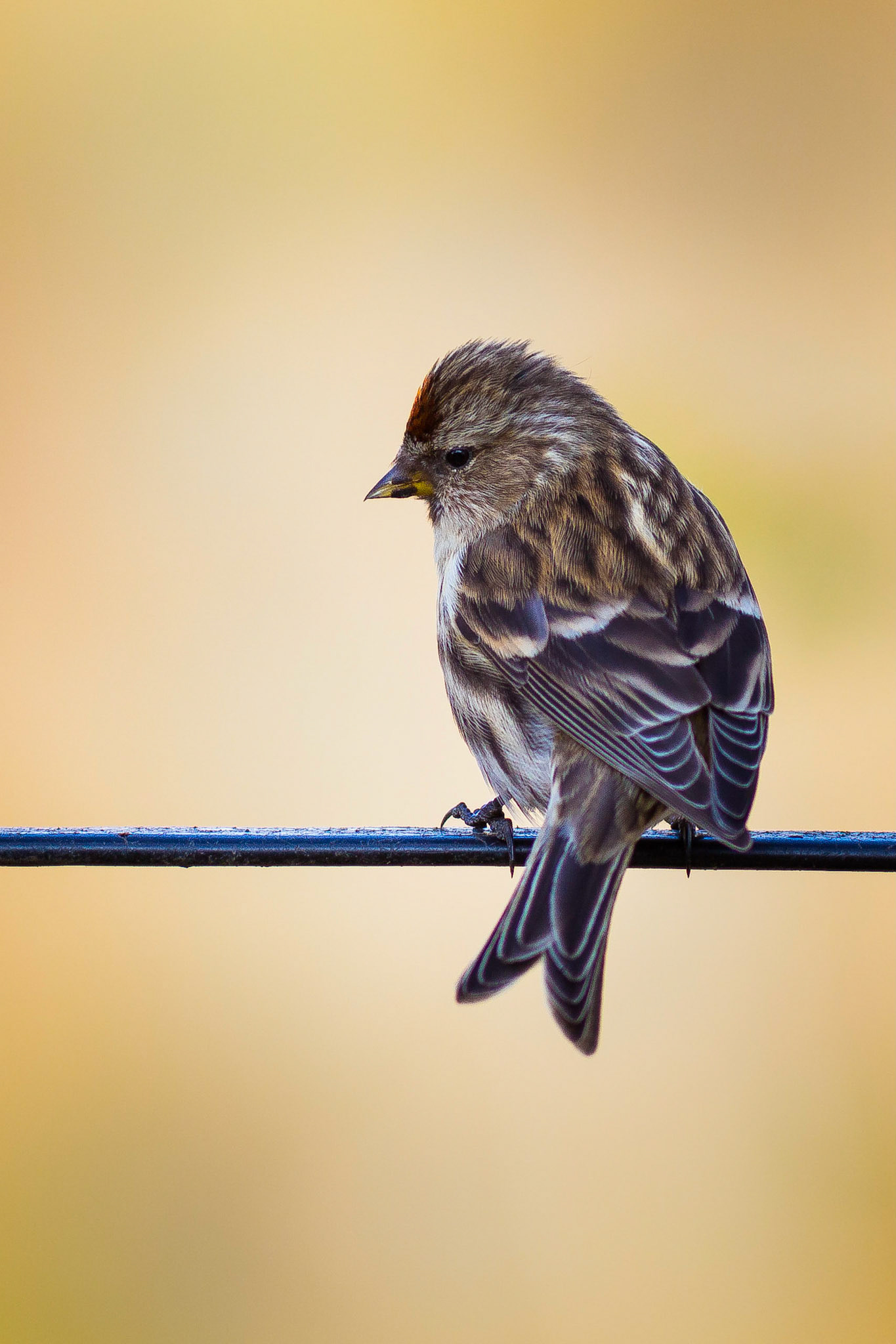 Redpoll