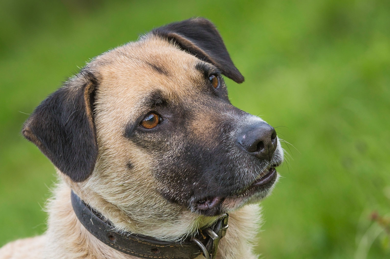 Rescue Dog Ellie May