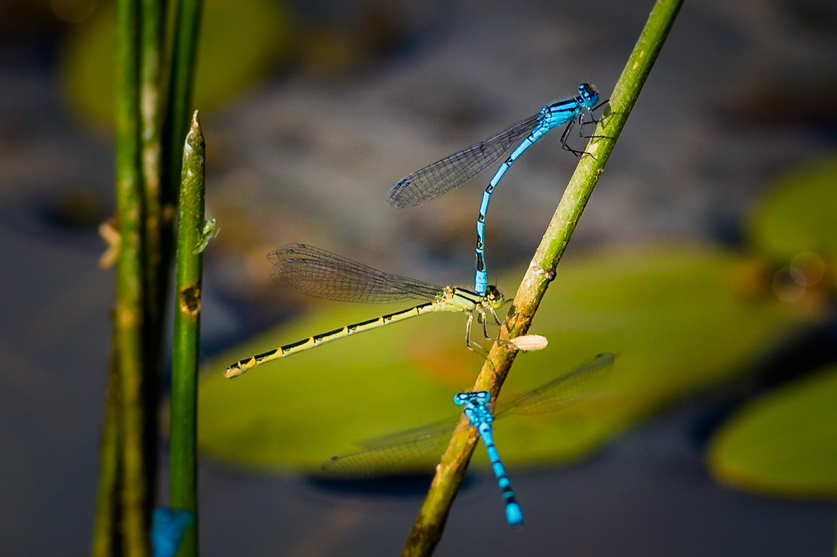 Damselflies