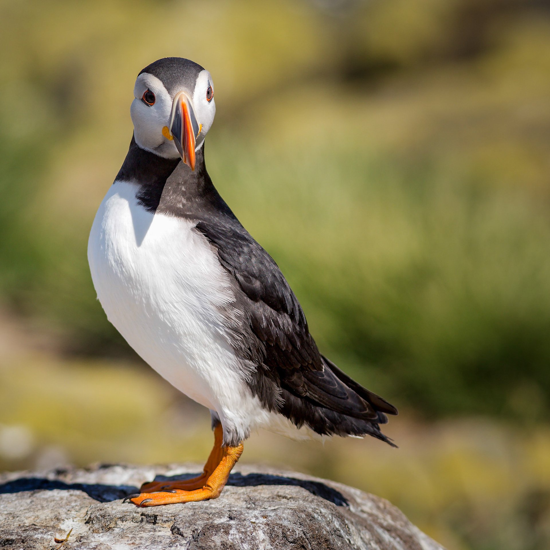 Farne Islands Puffins