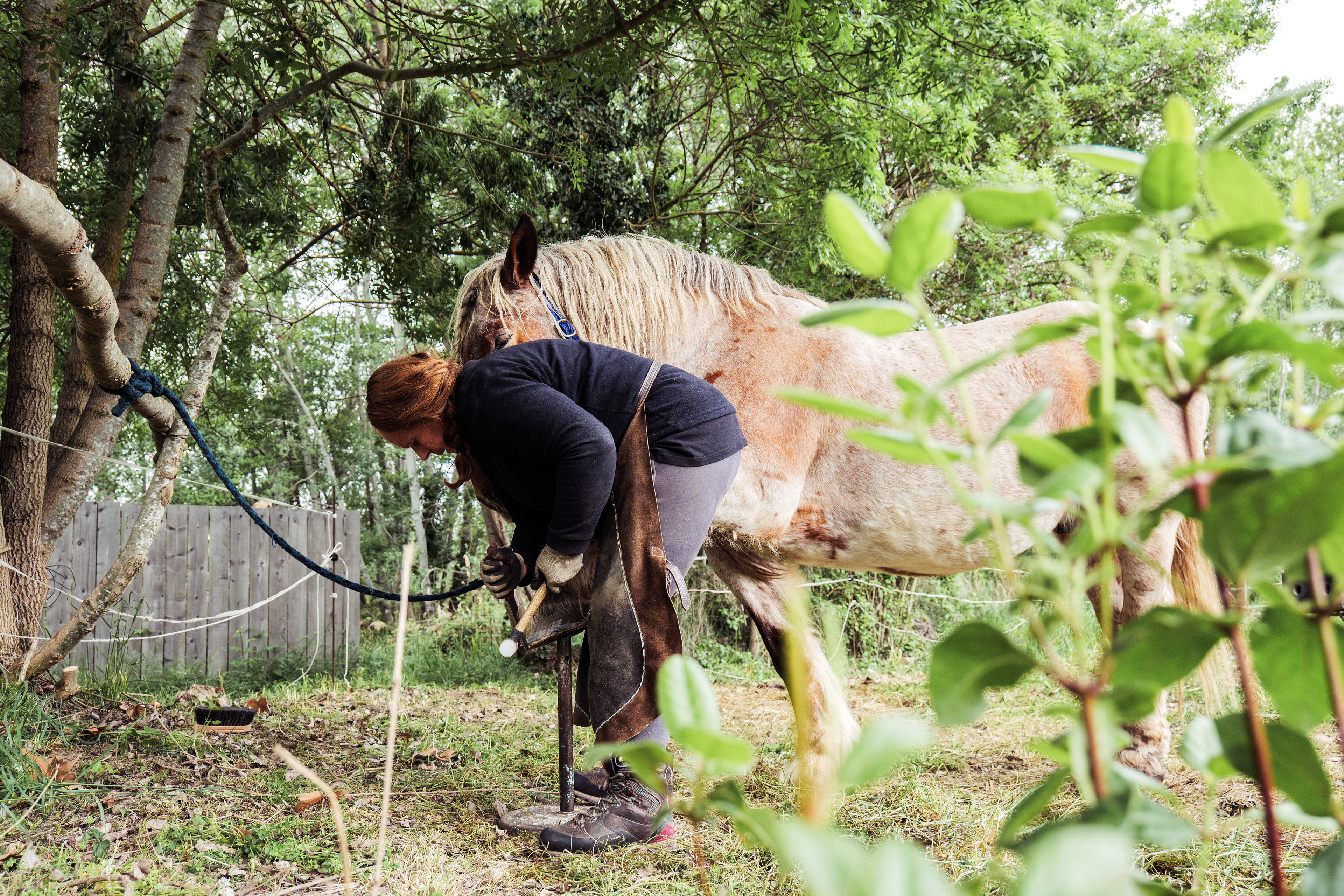 Maud, pare la corne de son cheval de trait breton Rim