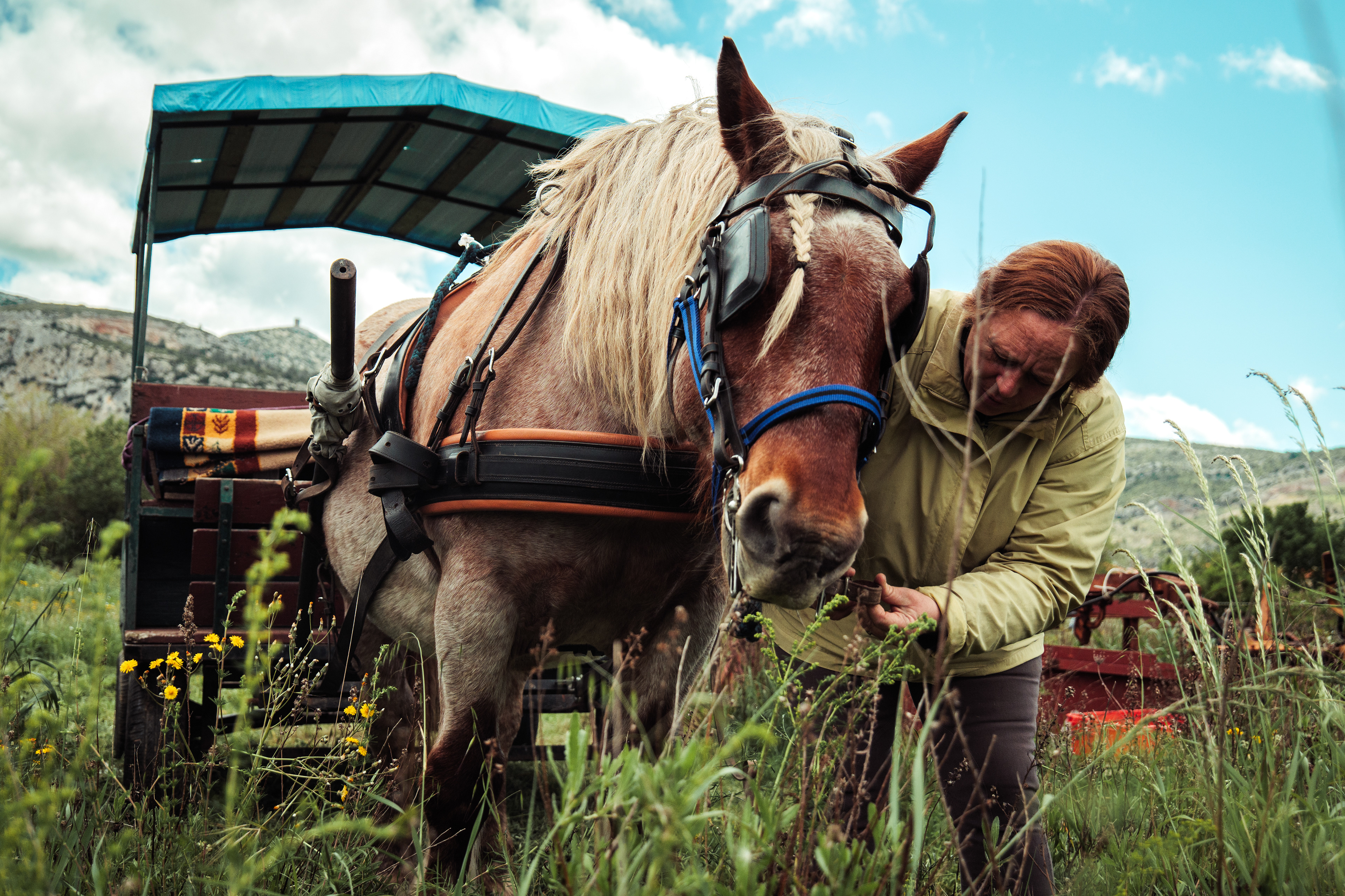 Pendant son temps libre, Maud, maréchal-ferrant, fait de la calèche avec son cheval de trait breton Rim, à Tautavel