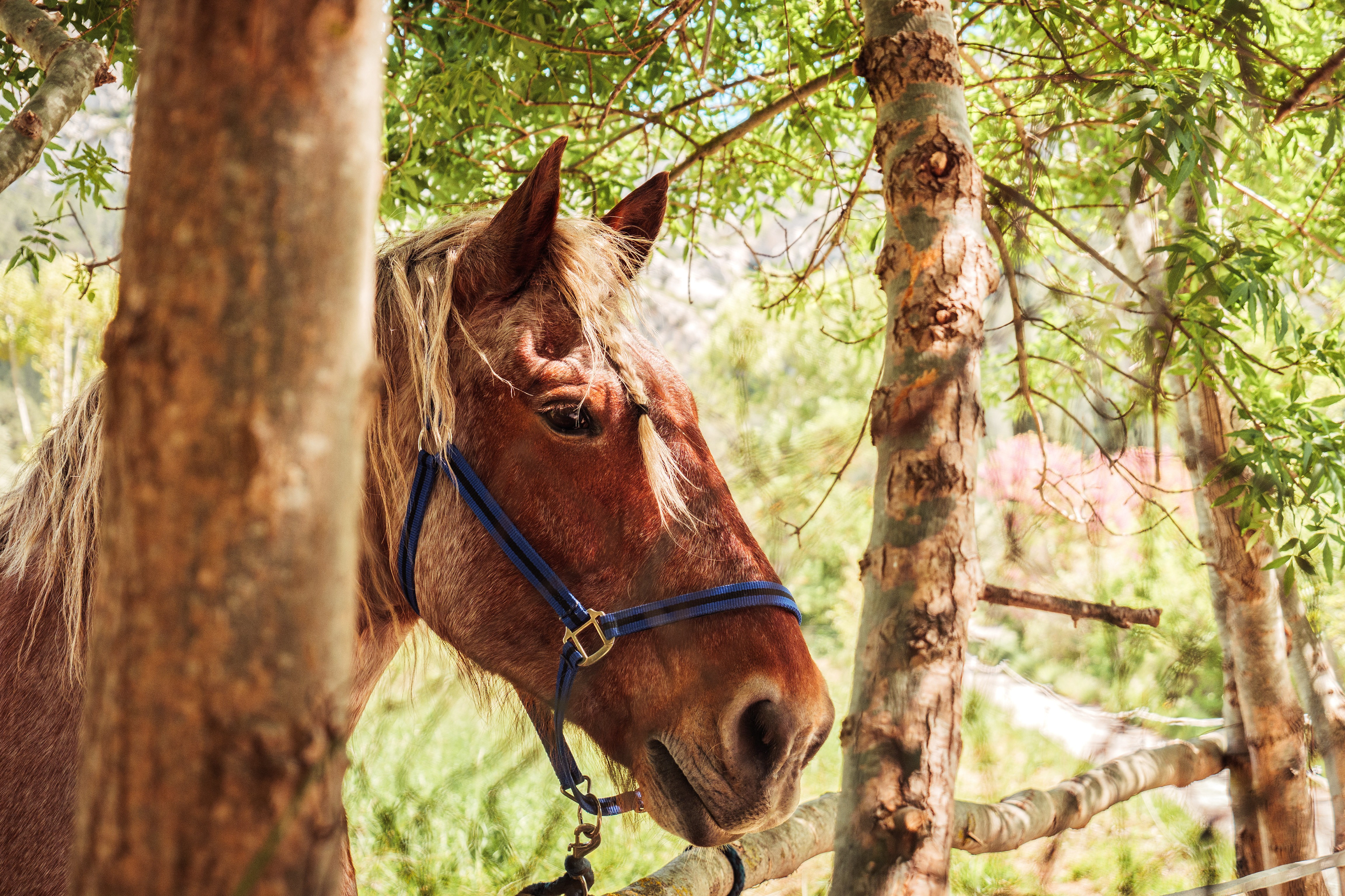 Rim, le cheval de trait breton de Maud. Il se repose après le ferrage et la balade en calèche à Tautavel