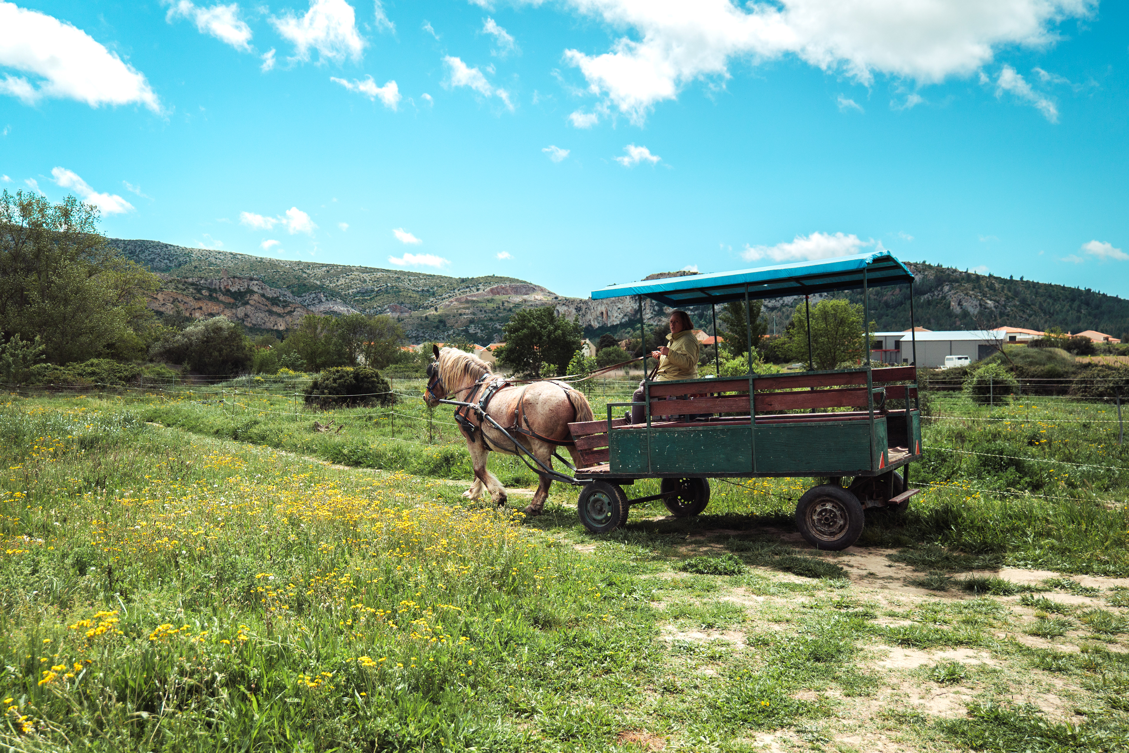 Après sa journée de travail, Maud part en balade en calèche avec son cheval de trait breton Rim dans le village de Tautavel