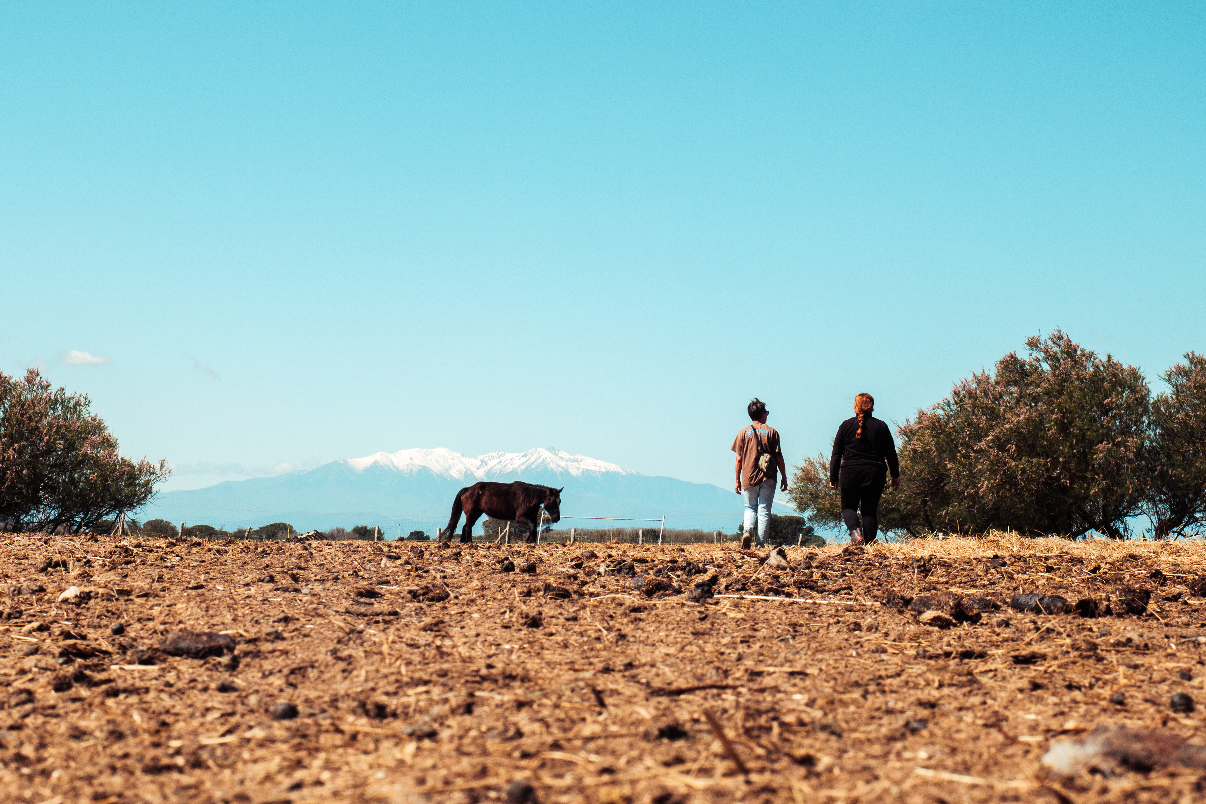 Vue sur le Canigou depuis le refuge Torreilles Ane et Compagnie où Maud, maréchal-ferrant intervient régulièrement