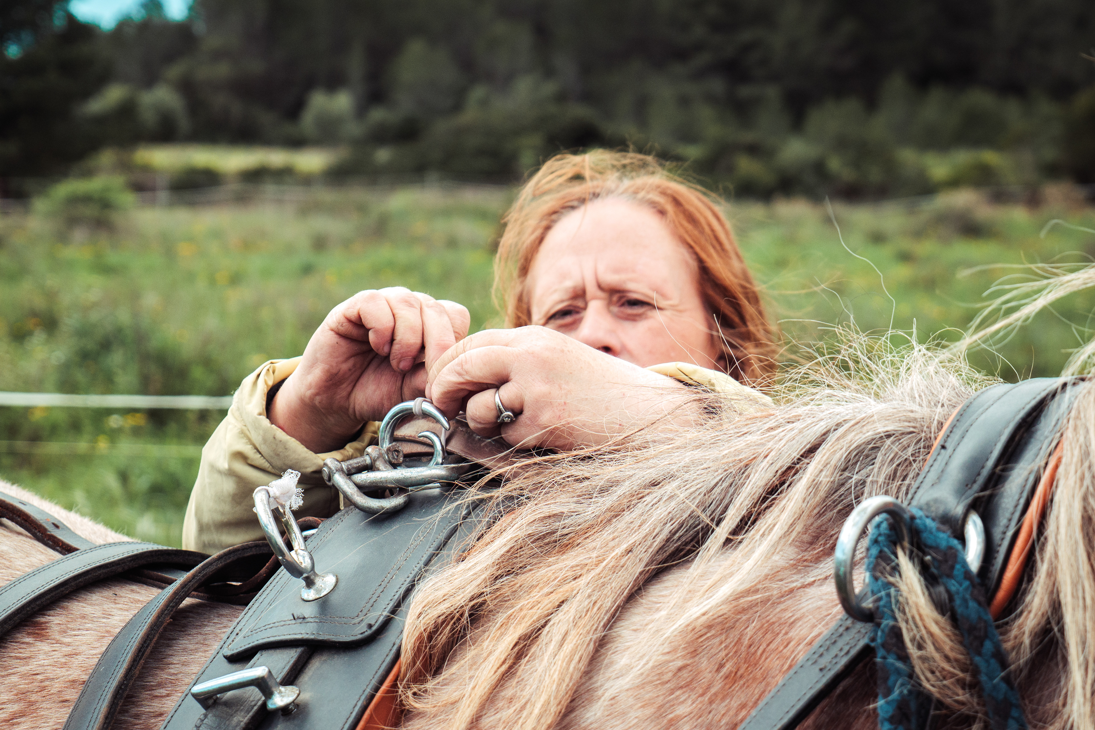Détail de Maud qui attèle son cheval de trait breton Rim pour partir faire une balade en calèche à Tautavel, dans le département des Pyrénées-Orientales, dans le sud de la France, en avril 2025.