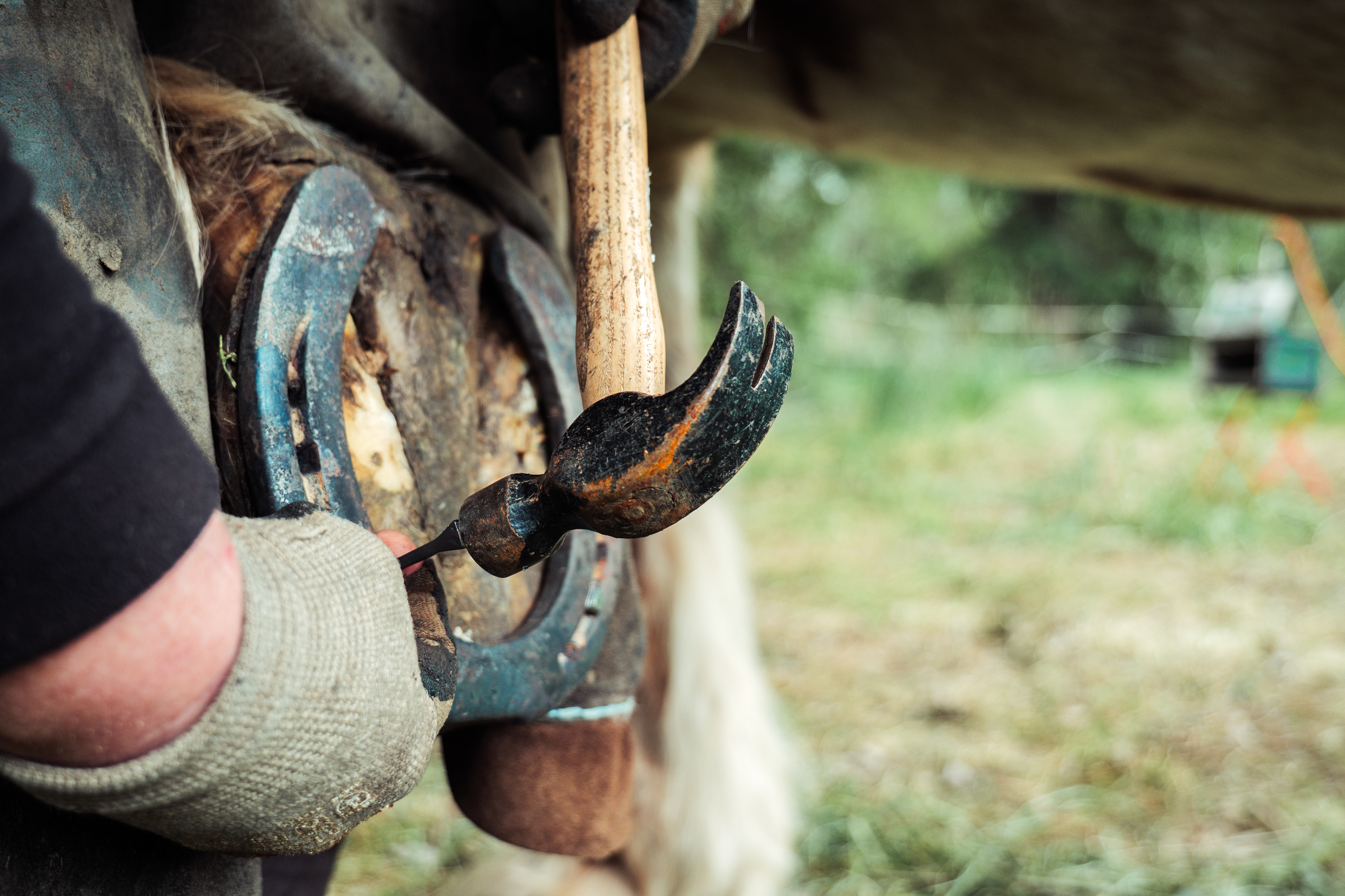 Puis, Maud fixe le fer à cheval en plantant un clou dans la corne de la sole son cheval de trait breton Rim