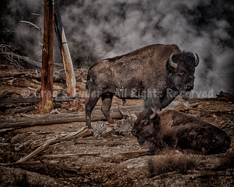 American Bison on a Steamy Cool Morning in Hayden Valley, Yellowstone National Park, Wyoming