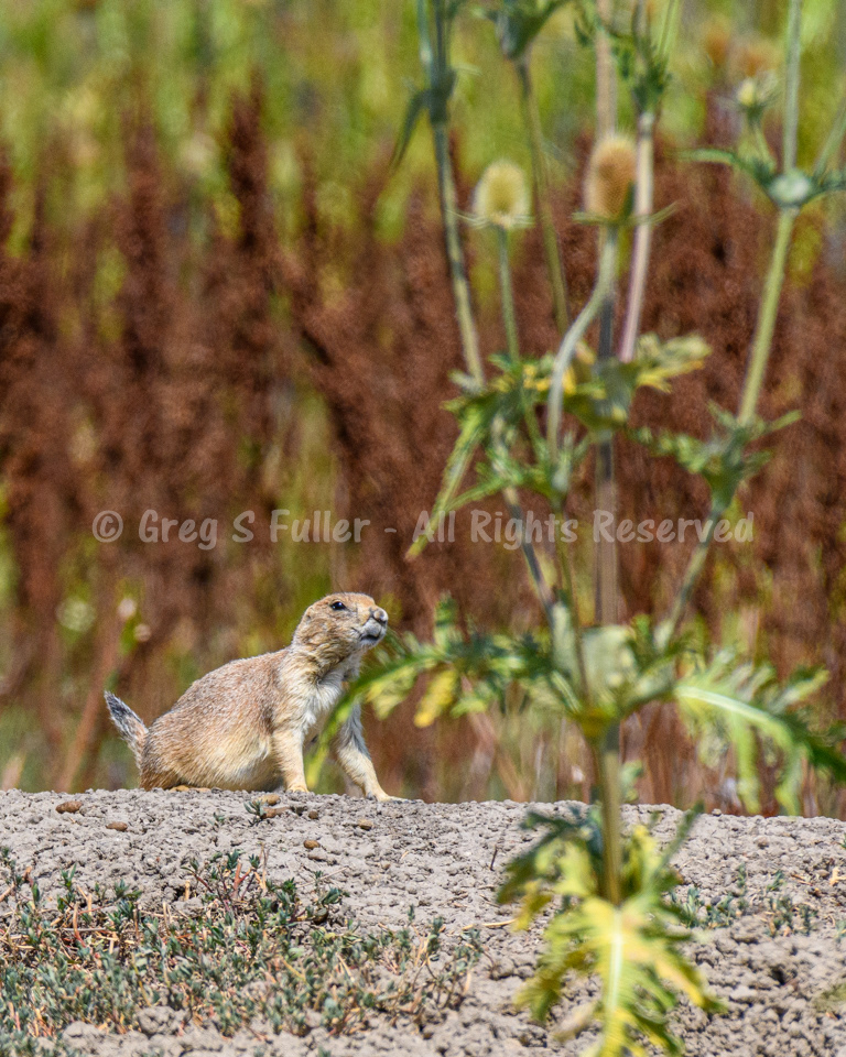 On Alert - Prairie Dog Shoot  Colorado