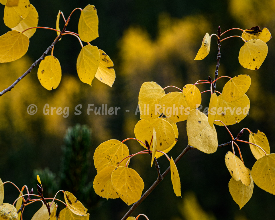 Colorado Gold - Aspen Fall Colors - Guanella Pass, Colorado