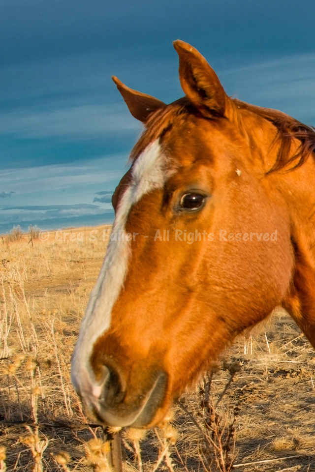 A Horse's Portrait - Aurora, Colorado