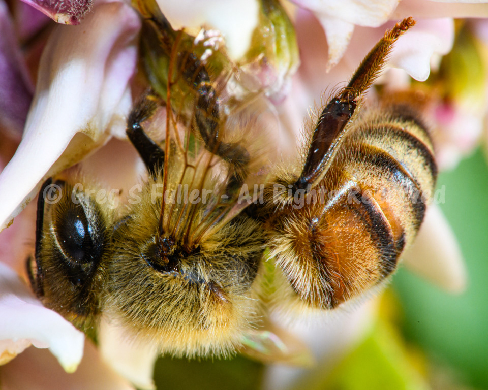 Life In the Garden - A Honey Bee Up Close - Macro Photography