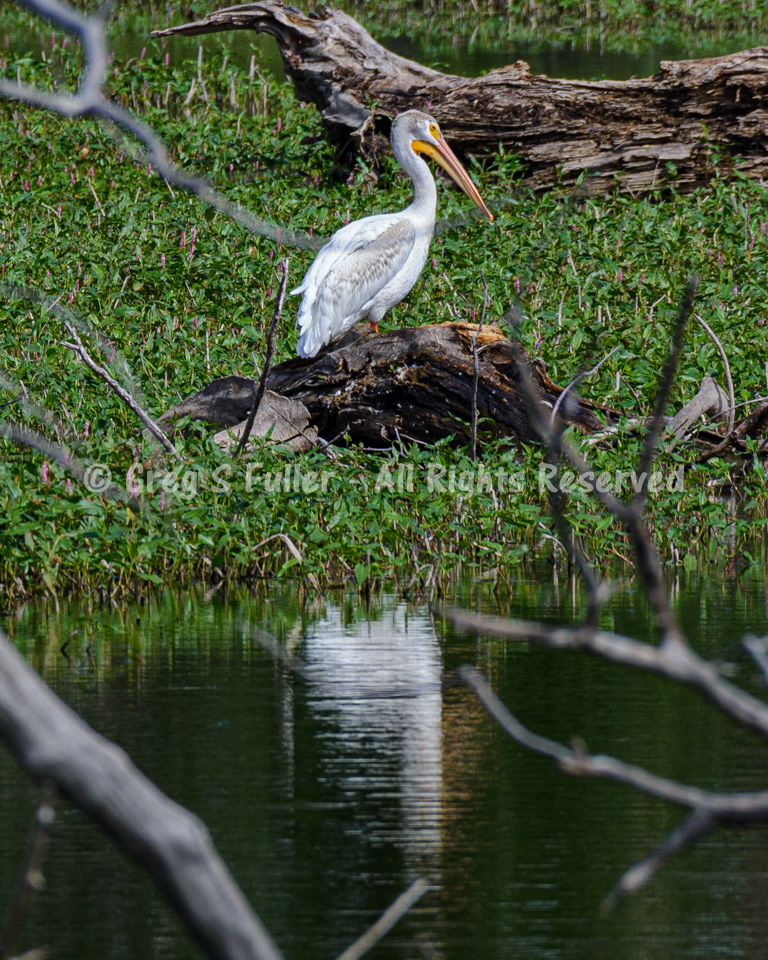 American White Pelican - Barr Lake State Park, Colorado