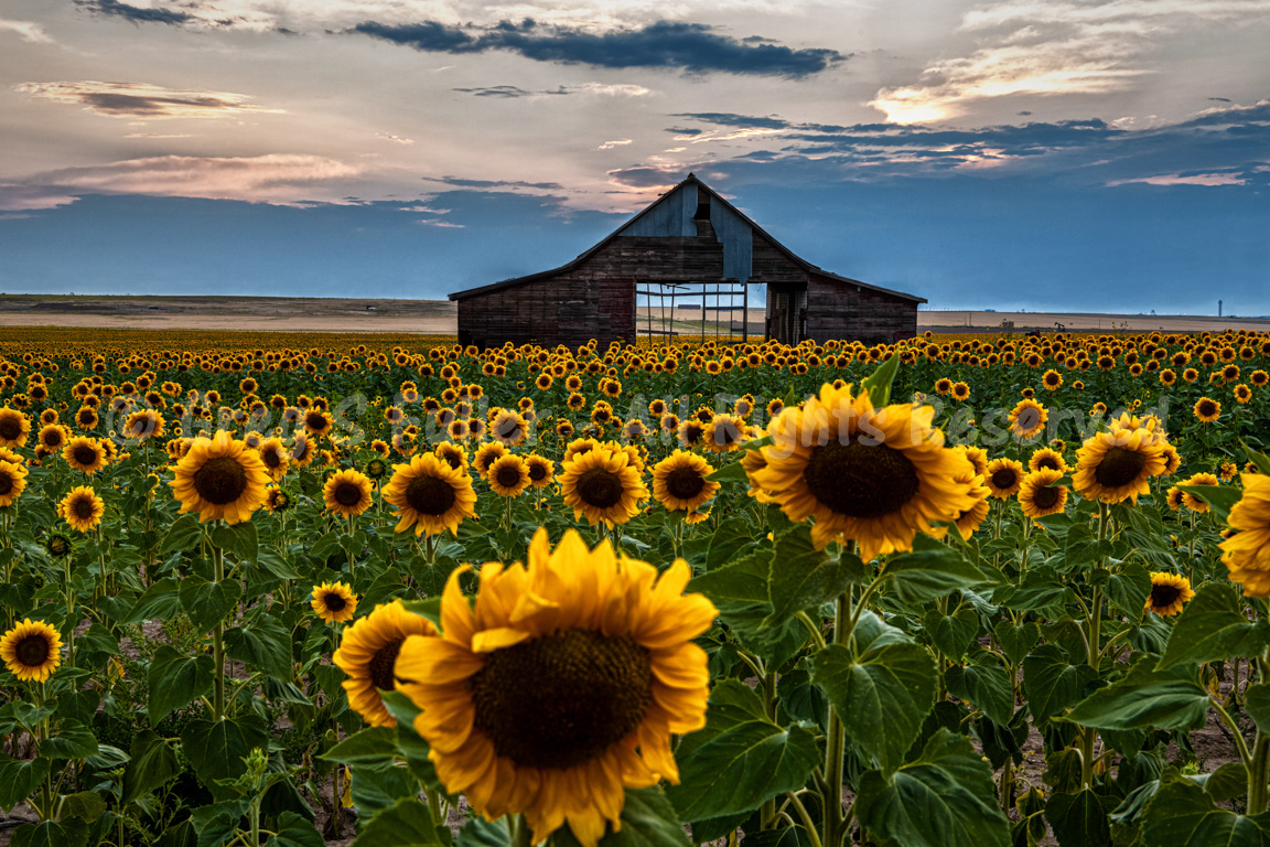 Surrounded by a Field of Gold - An old barn in the midst of a large sunflower field - Colorado
