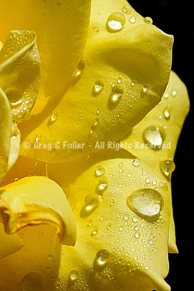 Raindrops on a Yellow Rose - Macro Photography