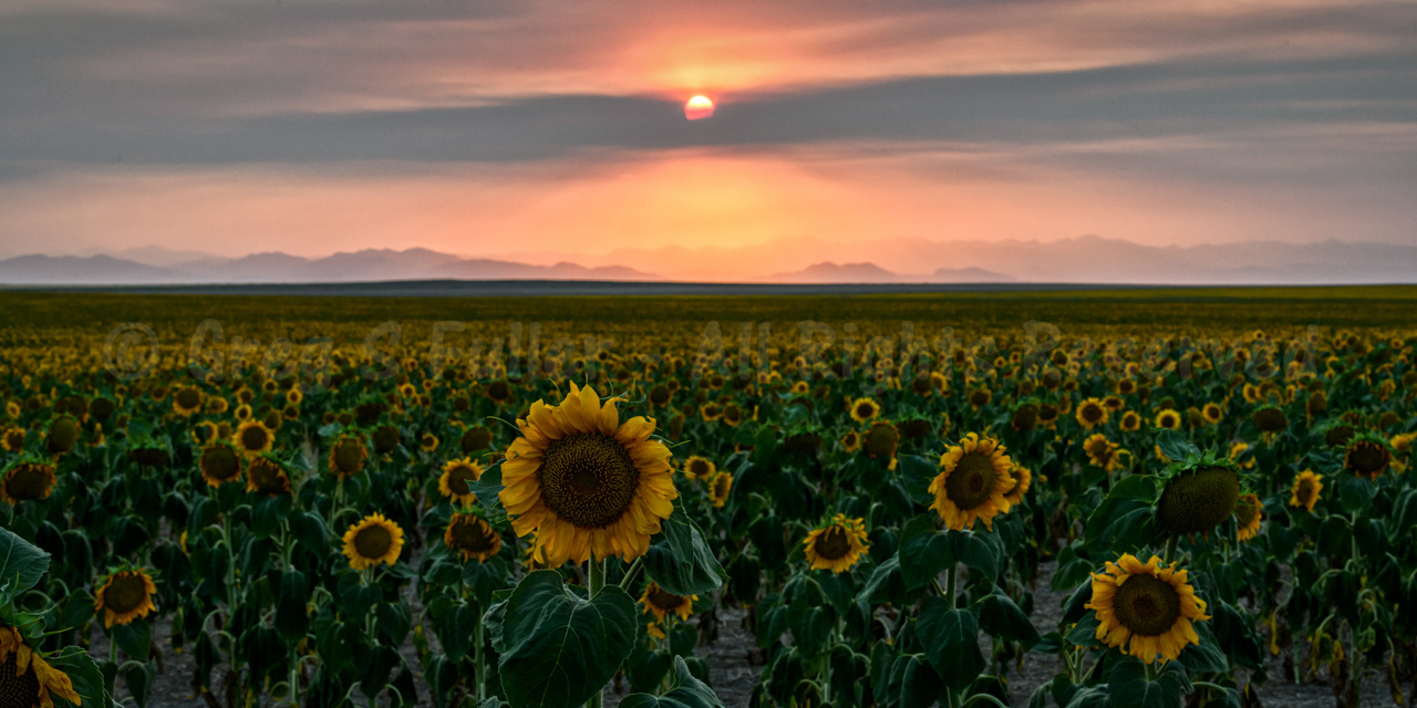 A Sunflower Sunset