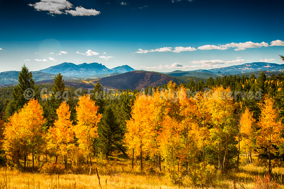 Golden Fall Colors in the Colorado Rockies