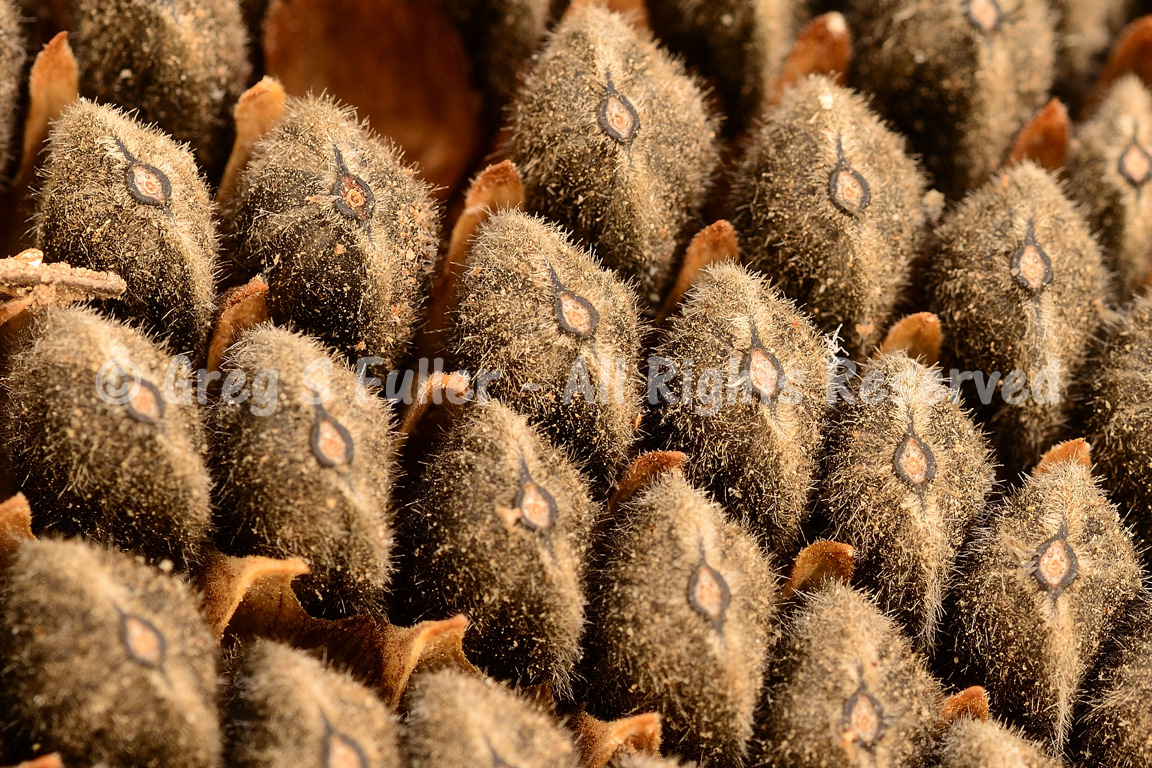 Fuzzy Sunflower Seeds in a Pod - Macro Photography