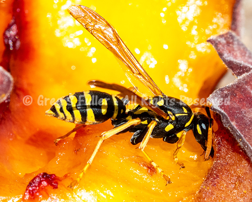 Eat a Peach - Macro Photography of a Wasp "Yellow Jacket" Collecting Peach Nectar