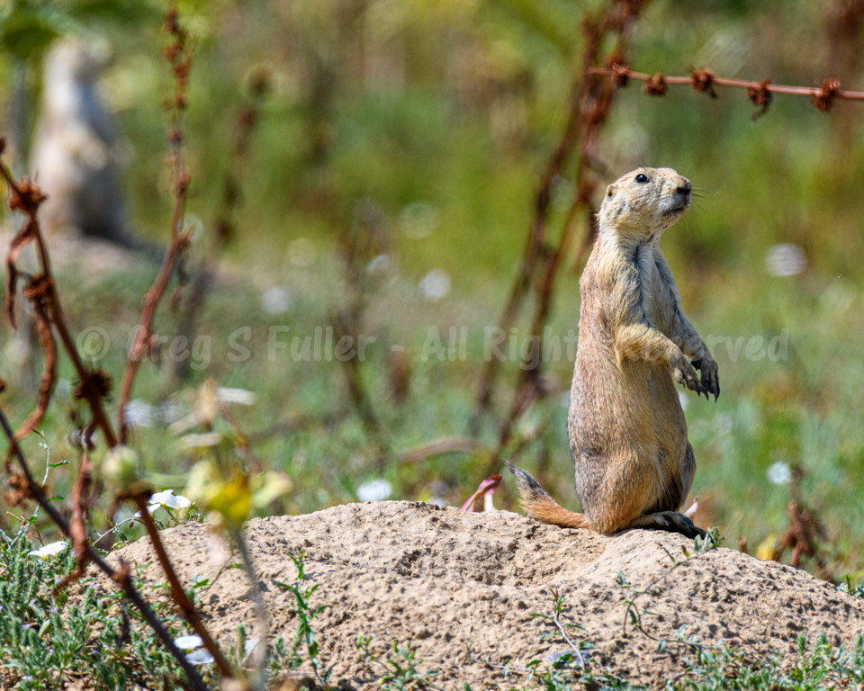 The Vigilant Sentinel - Prairie Dog Shoot  Colorado