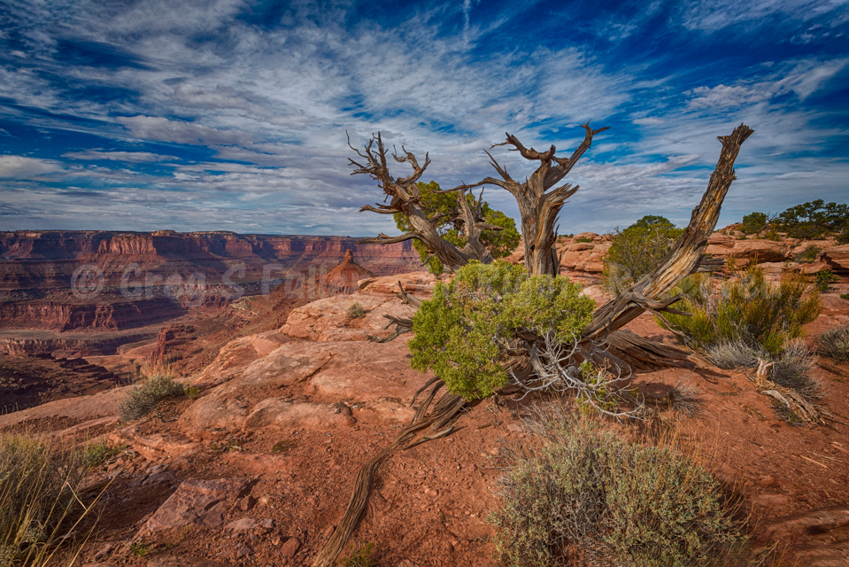 Lonely Tree - Dead Horse Point State Park, Utah