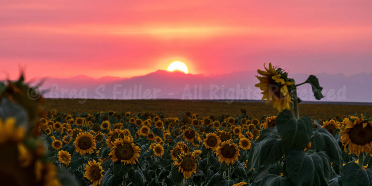A Red Sunflower Sunset over the Rocky Mountains