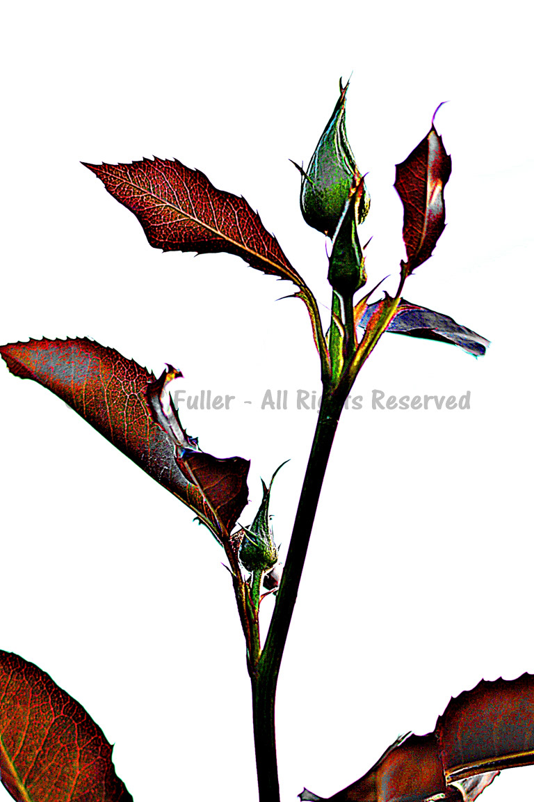 The Buddung Rose - Macro Photography