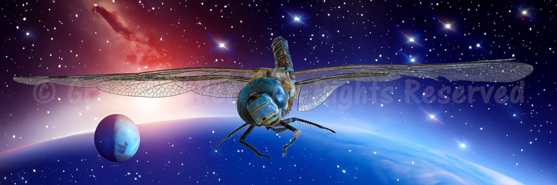 A Dragonfly's Demise - Sent off to the heavens