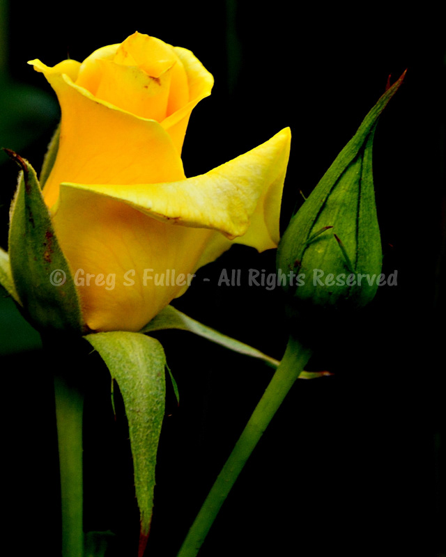 Yellow Rose