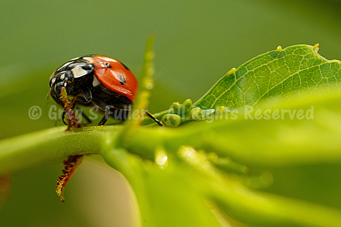 Tiny creatures - Macro Photography of a Lady Bug