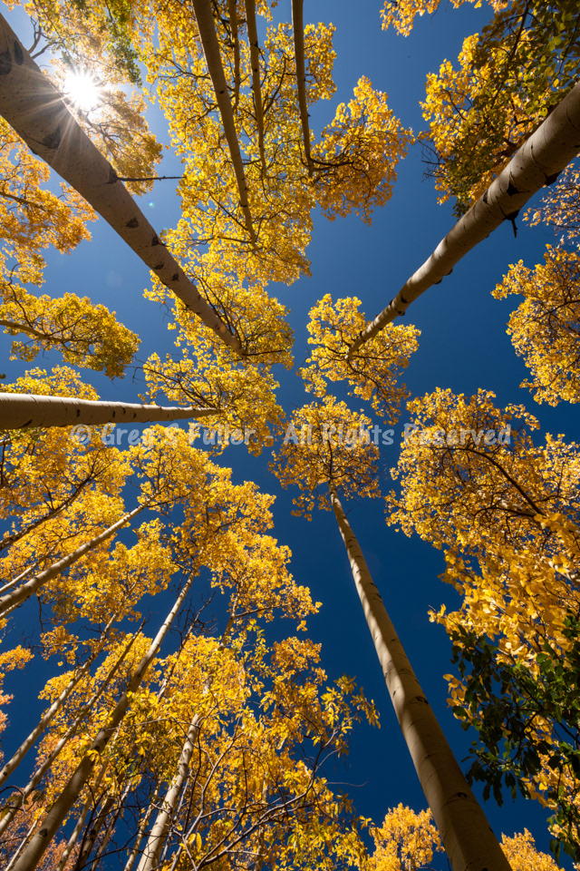 Long Tall Golden Aspens - Colorado Rocky Mountains