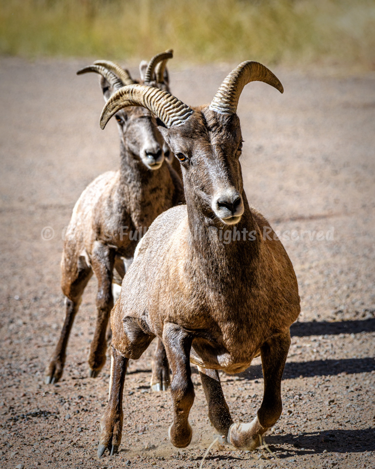 Charging Ewe - Colorado Rocky Mountain Big Horn Sheep